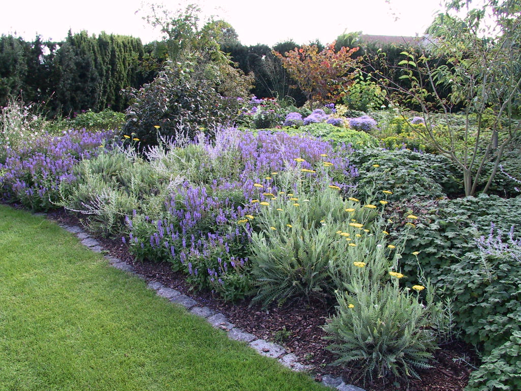 Salvia nemorosa Blauhuegel 02.jpg